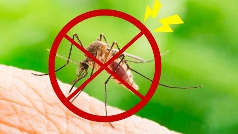 Các loại cây có tác dụng đuổi muỗi