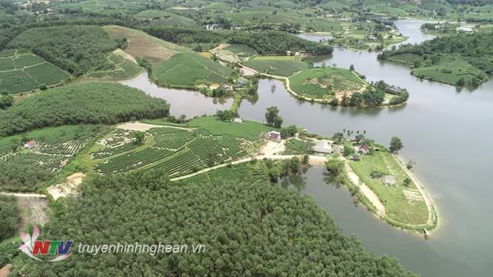 Đảo Chè Thanh Chương xanh mướt
