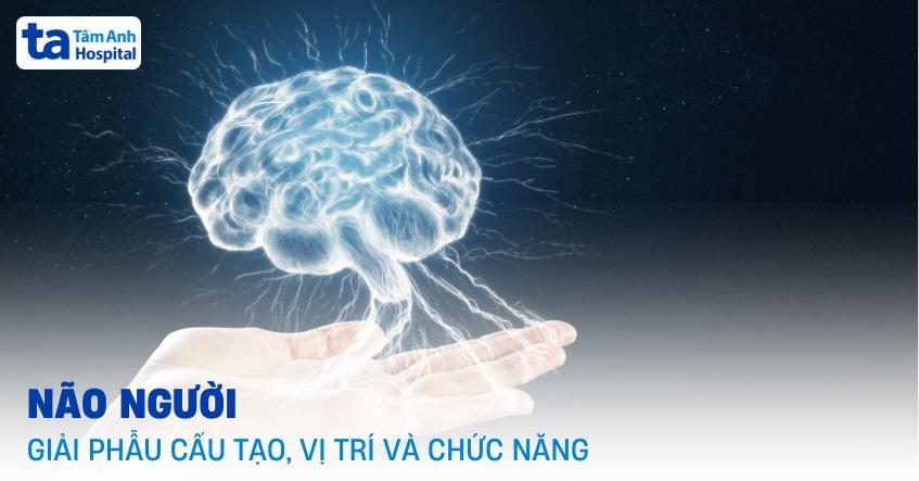 Hình ảnh bộ não với các con số và biểu đồ